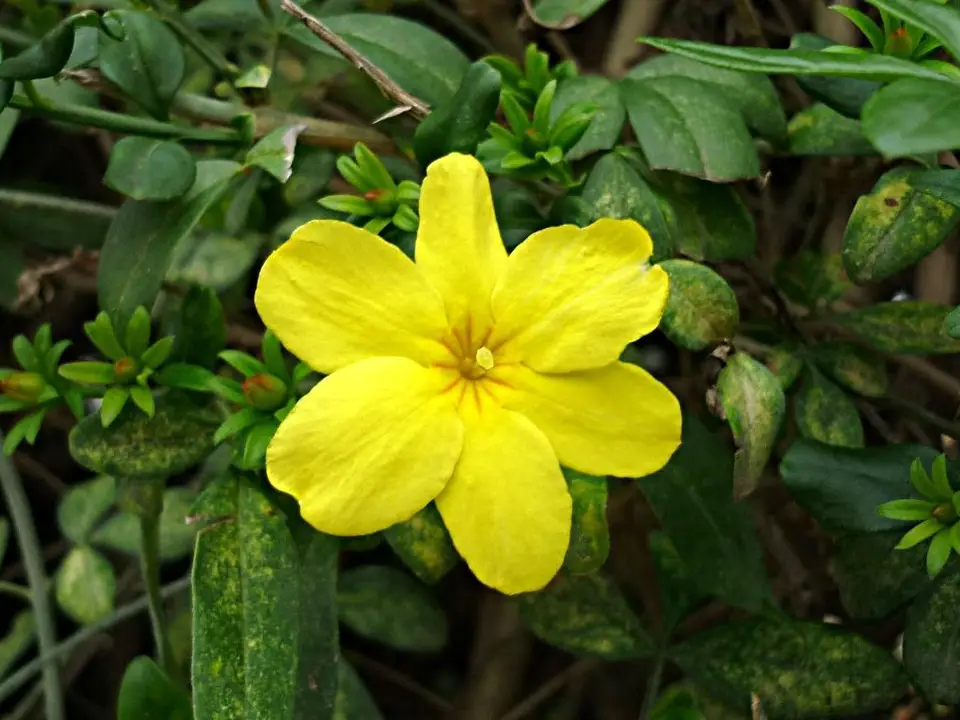 Primrose Jasmine (Jasminum mesnyi)