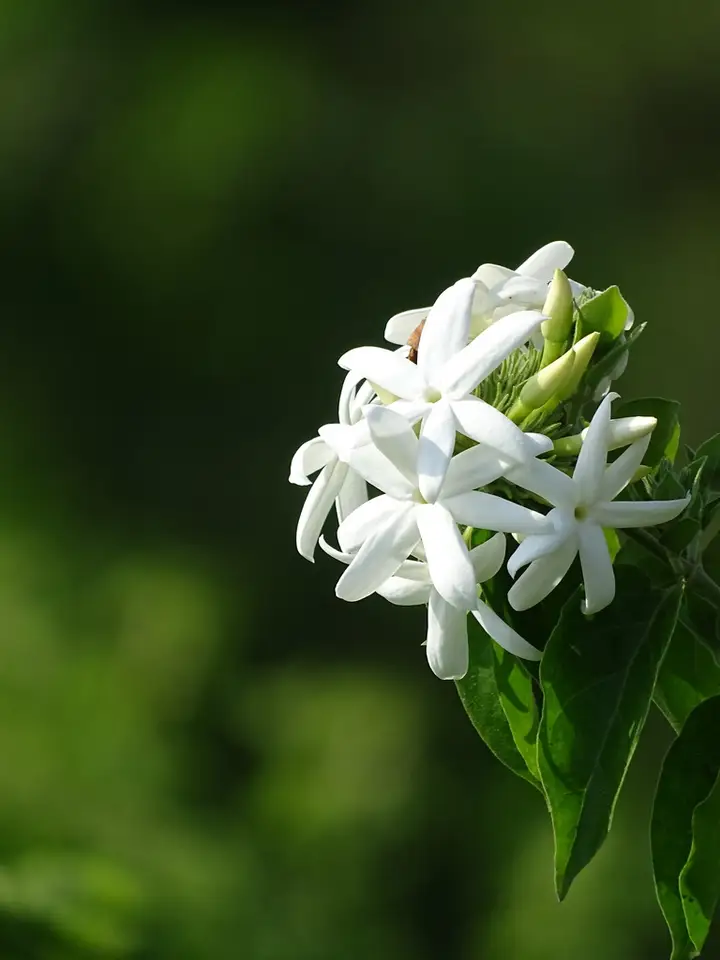 Star Jasmine (Jasminum multiflorum)