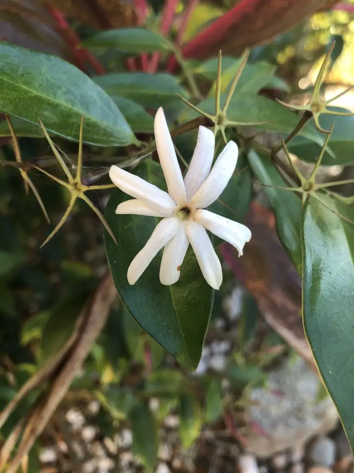 Star Jasmine (Jasminum nitidum)