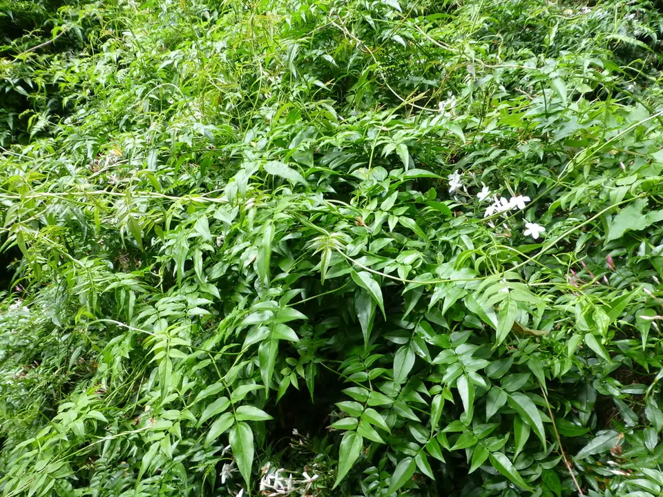 Pink Jasmine (Jasminum polyanthum)