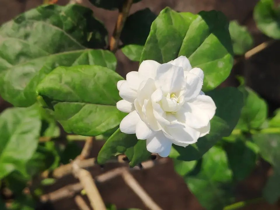 Arabian Jasmine (Jasminum sambac)