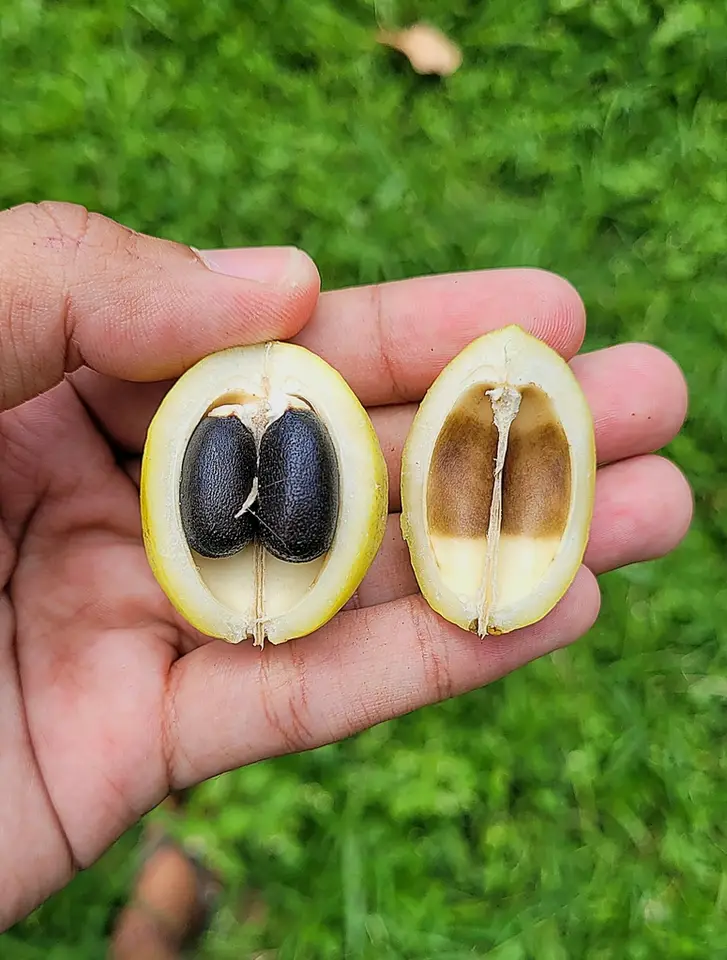 Barbados Nut (Jatropha curcas)