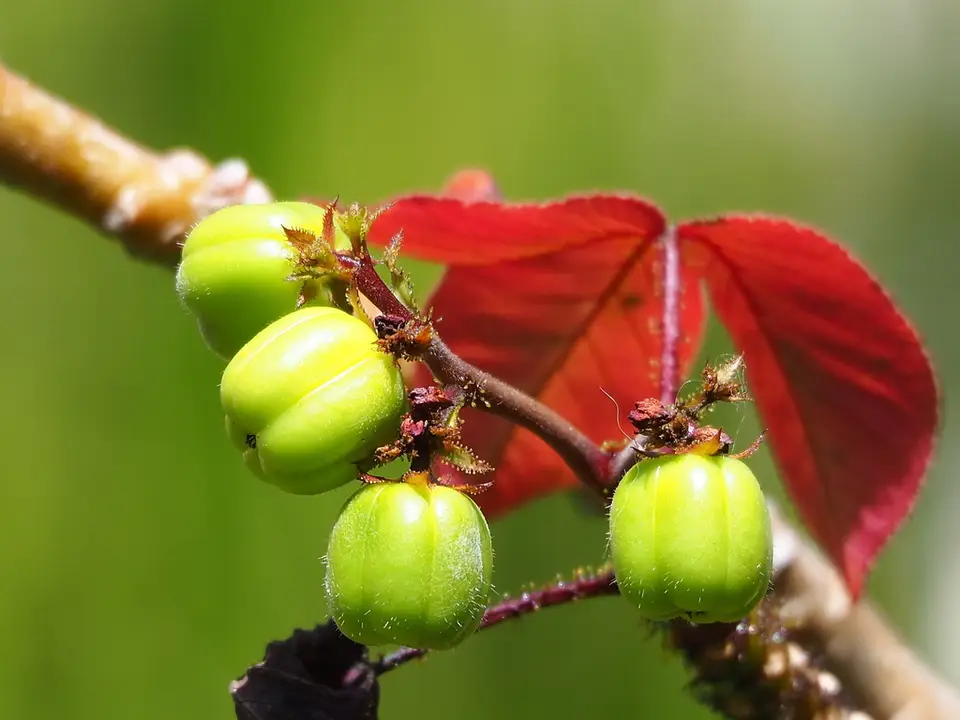 Bellyache Bush (Jatropha gossypiifolia)
