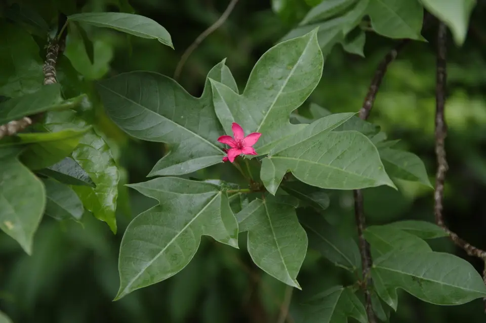 Peregrina (Jatropha integerrima)