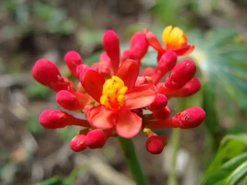 Coralbush (Jatropha multifida)