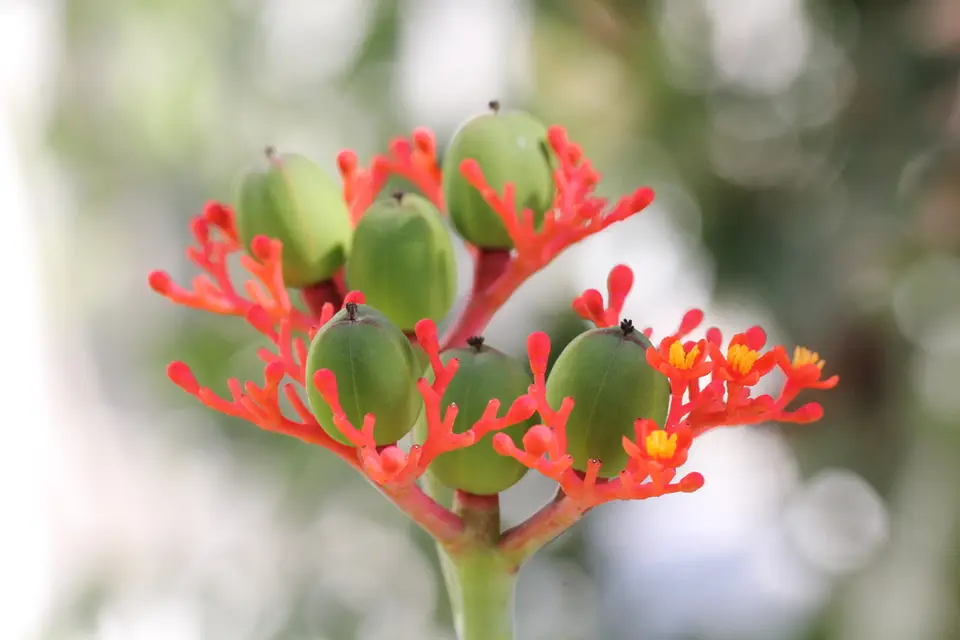 Gout Stalk (Jatropha podagrica)