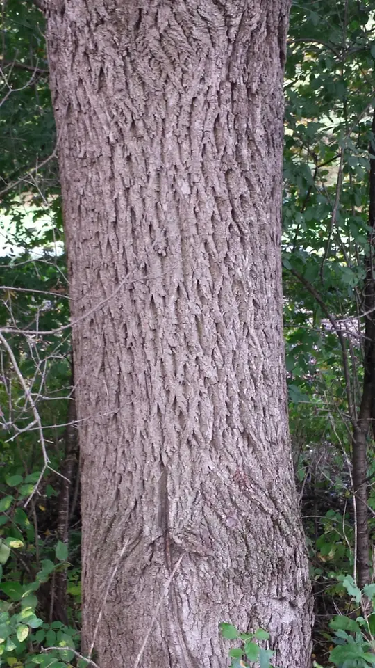 Eastern Black Walnut (Juglans nigra)