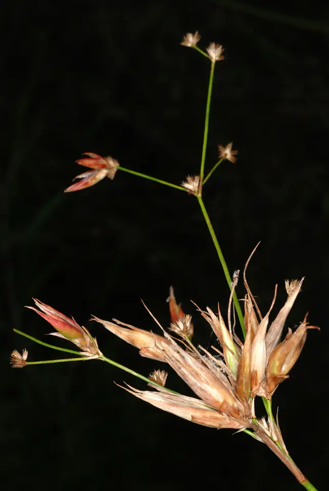 Tapered Rush (Juncus acuminatus)