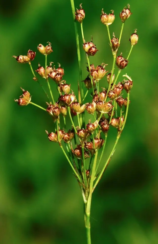 Large Grass-Leaved Rush (Juncus biflorus)