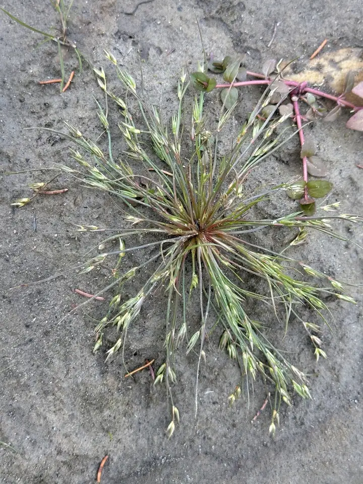 Toad Rush (Juncus bufonius)
