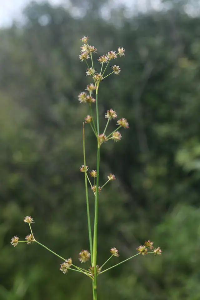Canada Rush (Juncus canadensis)