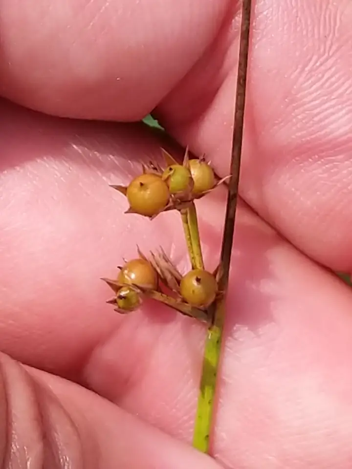 Leathery Rush (Juncus coriaceus)