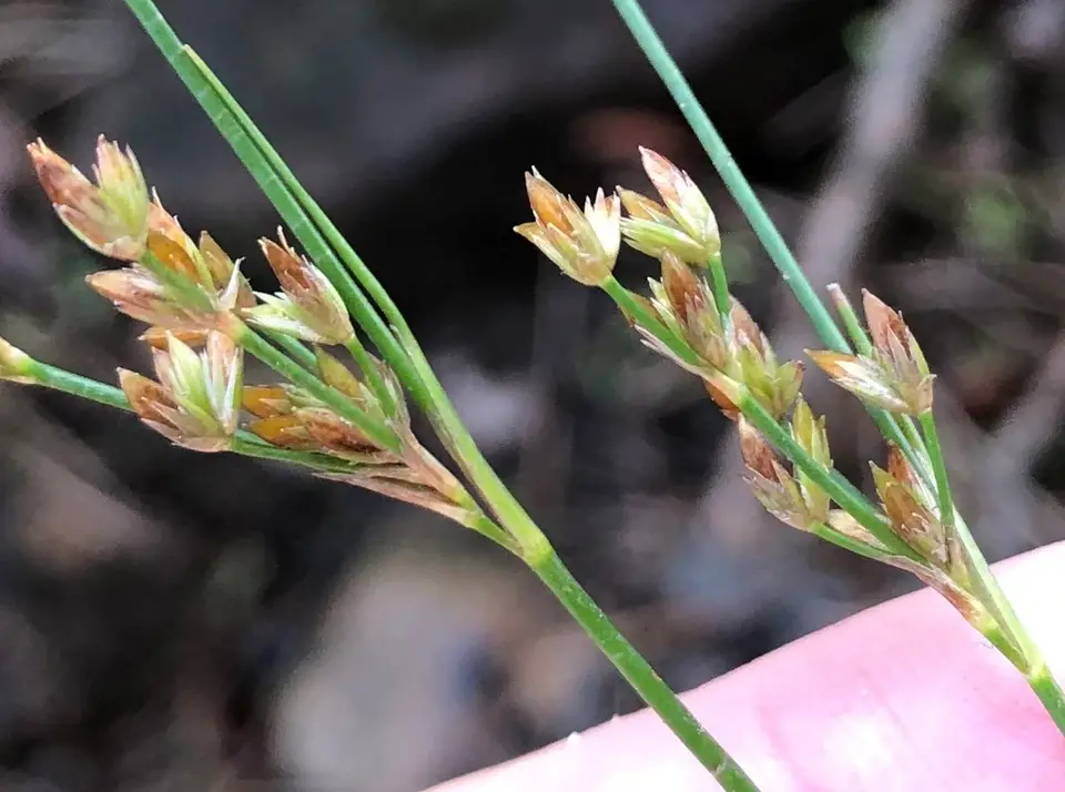 Weak Rush (Juncus debilis)