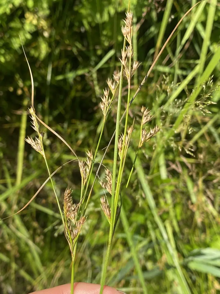Forked Rush (Juncus dichotomus)