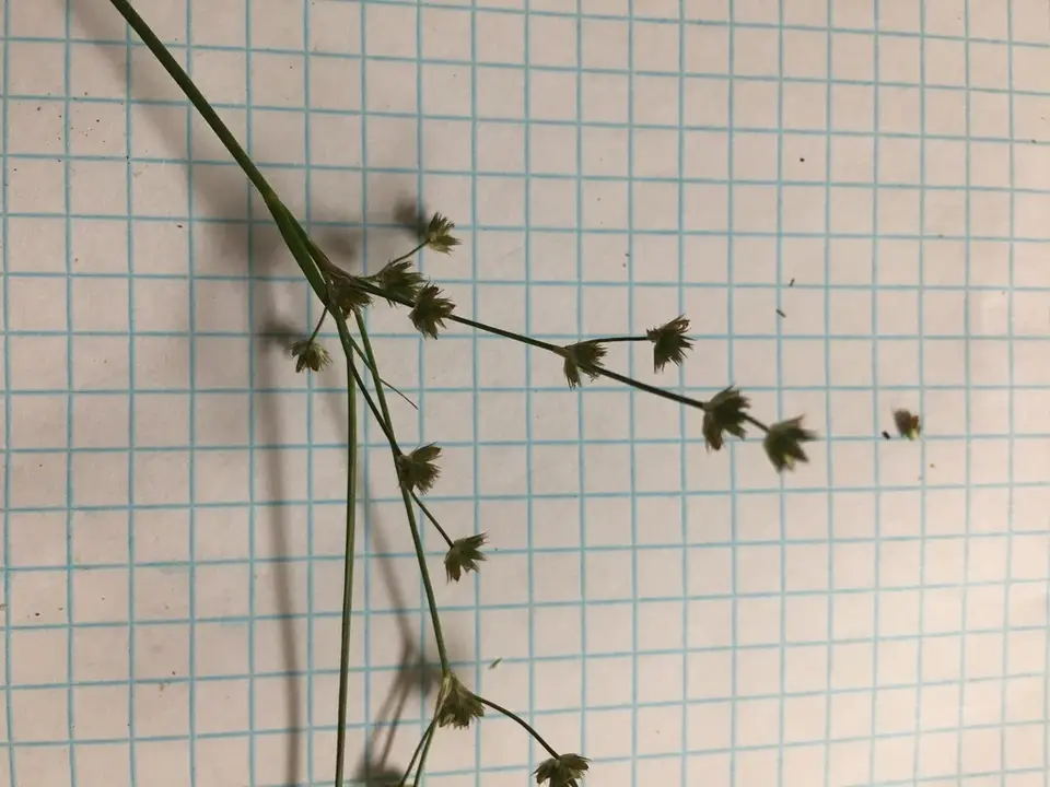 Elliott's Rush (Juncus elliottii)