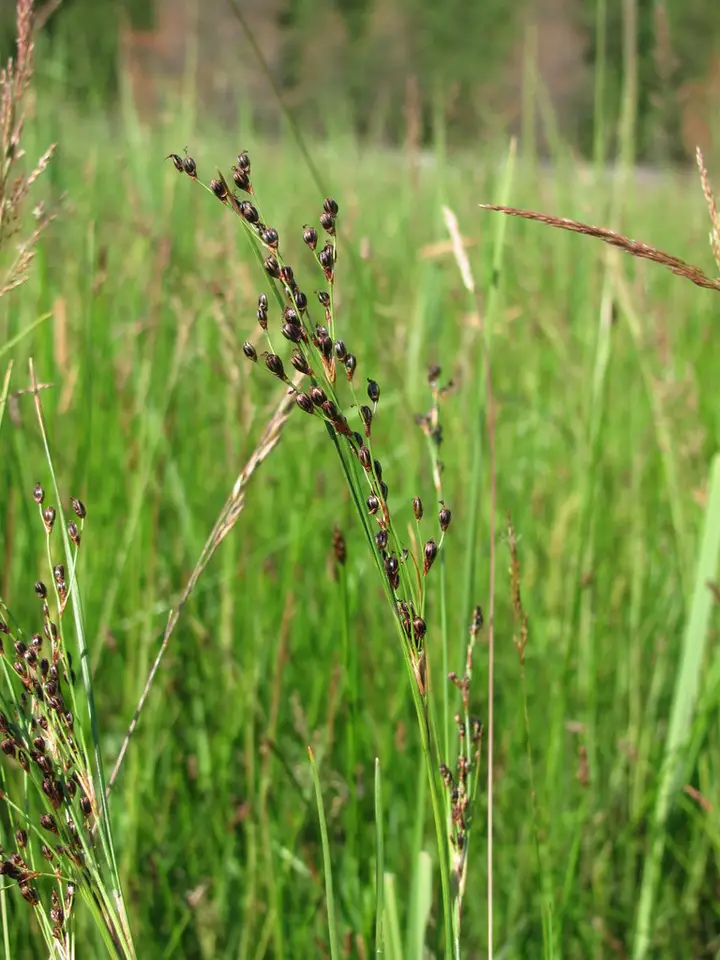 Saltmeadow Rush (Juncus gerardi)