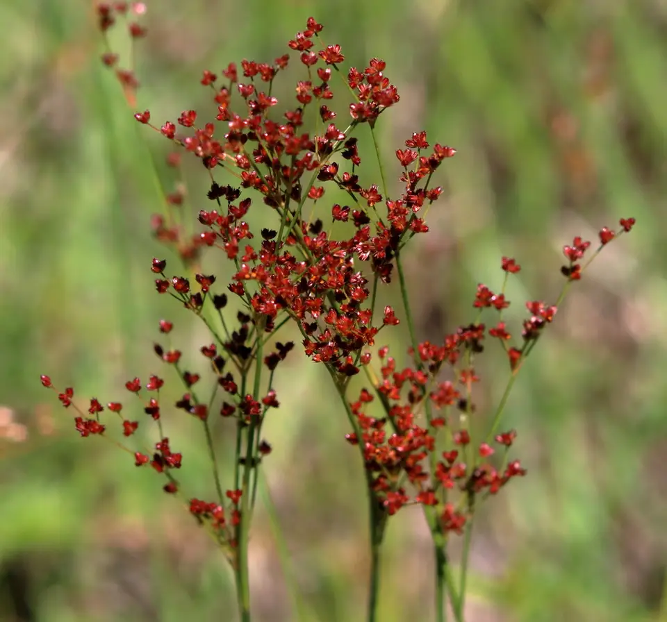 Grass-Leaved Rush (Juncus marginatus)