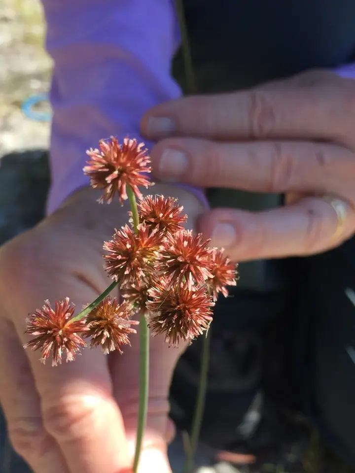 Bighead Rush (Juncus megacephalus)
