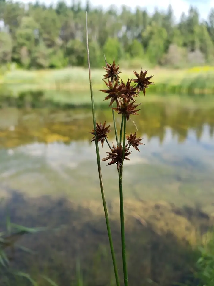Knotted Rush (Juncus nodosus)