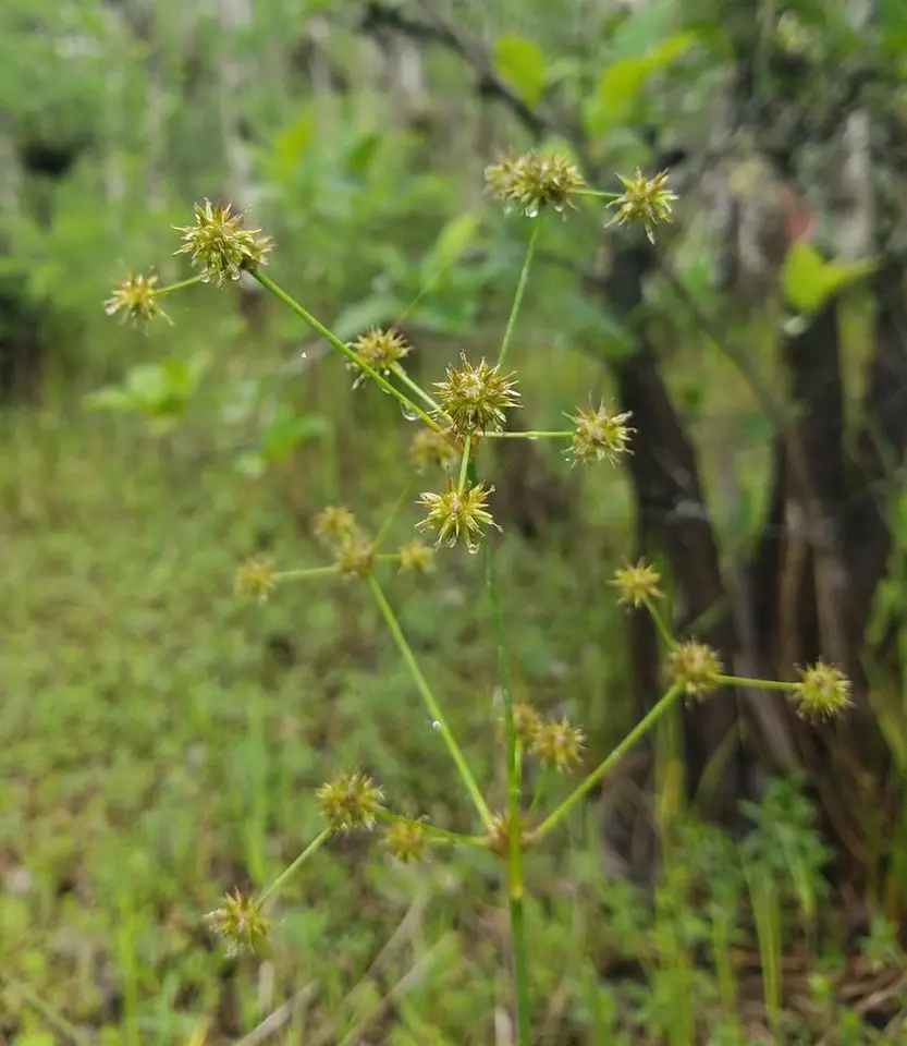 Swamp Rush (Juncus paludosus)