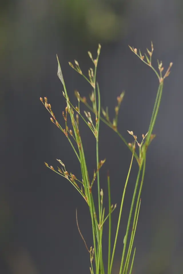 Brown-Fruit Rush (Juncus pelocarpus)