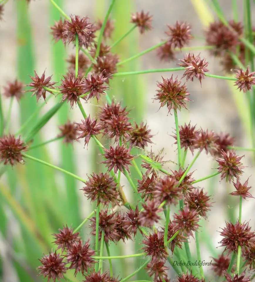 Manyhead Rush (Juncus polycephalus)