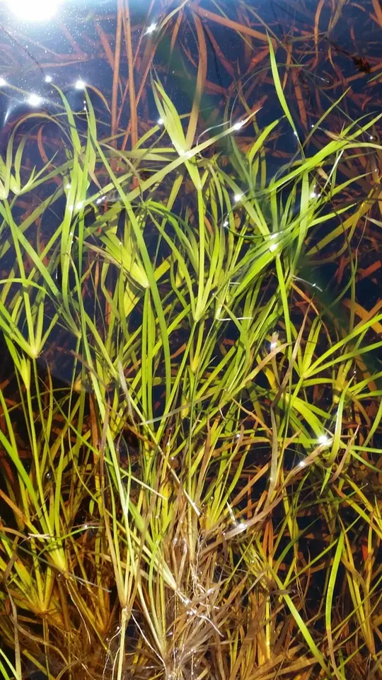 Creeping Rush (Juncus repens)