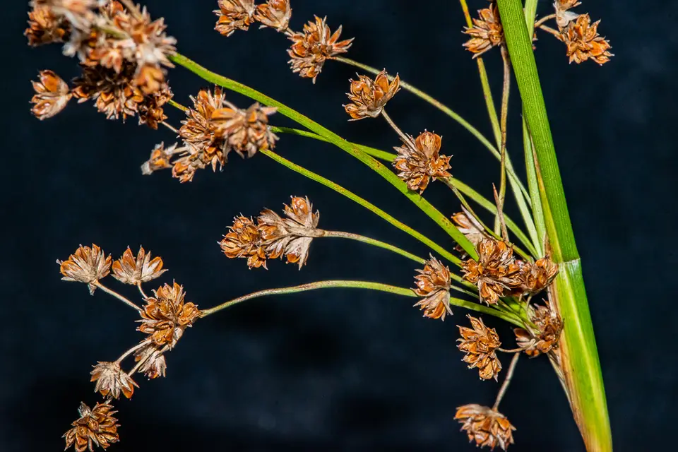 Needlegrass Rush (Juncus roemerianus)