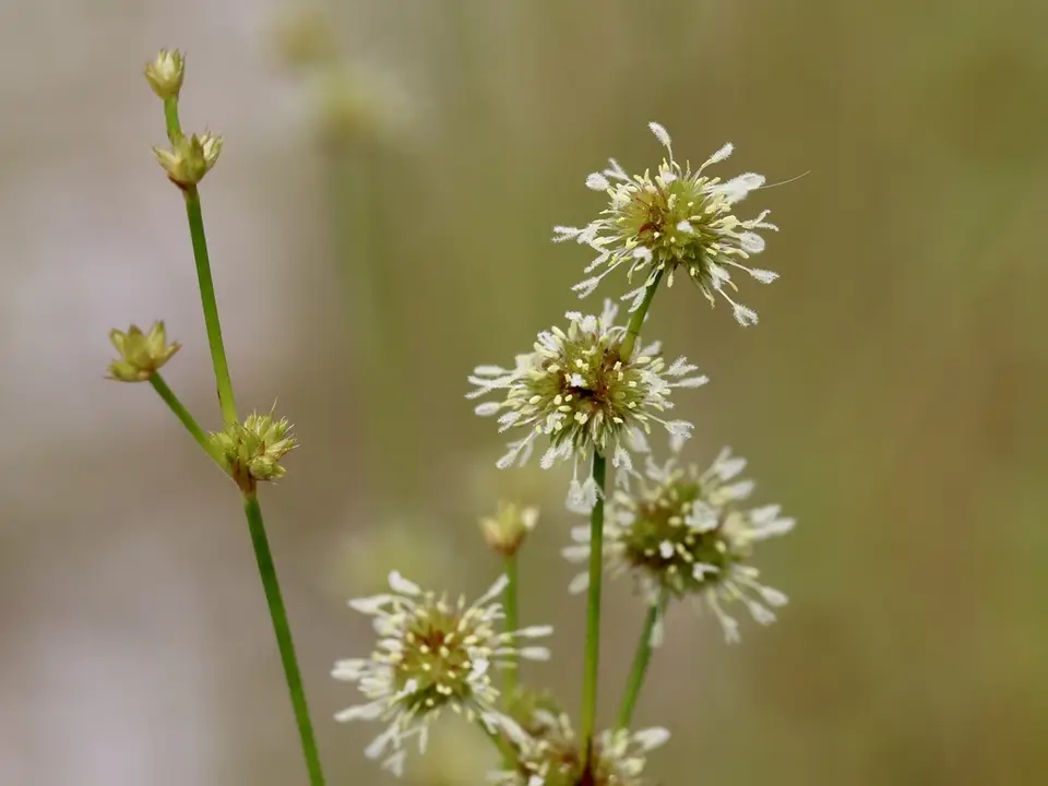 Needlepod Rush (Juncus scirpoides)