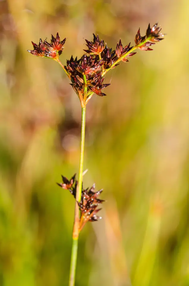 Redpod Rush (Juncus trigonocarpus)