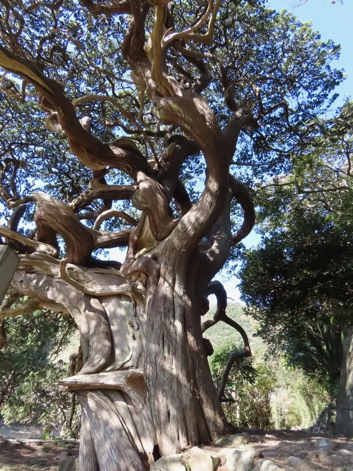 Chinese Juniper (Juniperus chinensis)