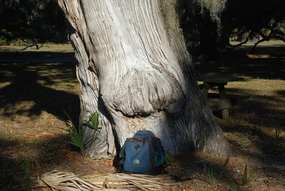 Eastern Redcedar (Juniperus virginiana)