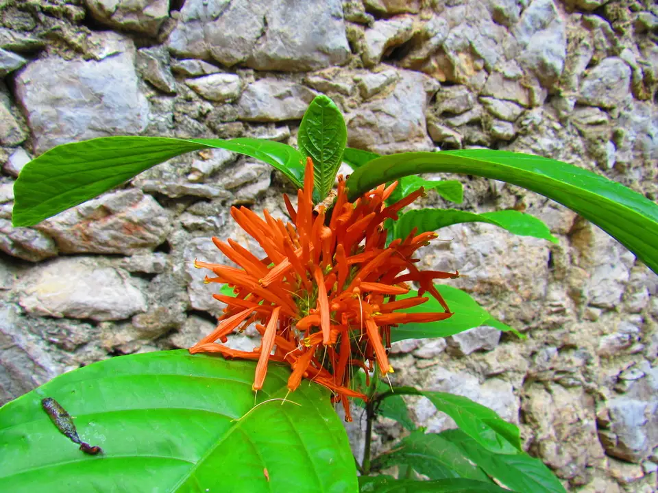 Justicia amplifolia (Justicia amplifolia)