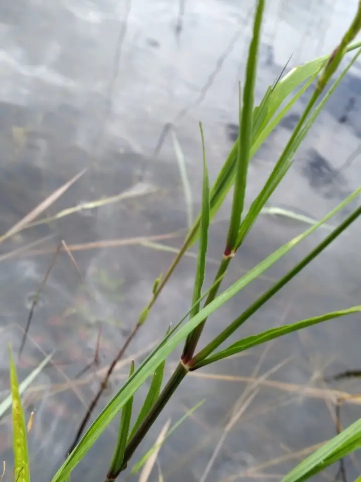 Everglades Water-Willow (Justicia angusta)