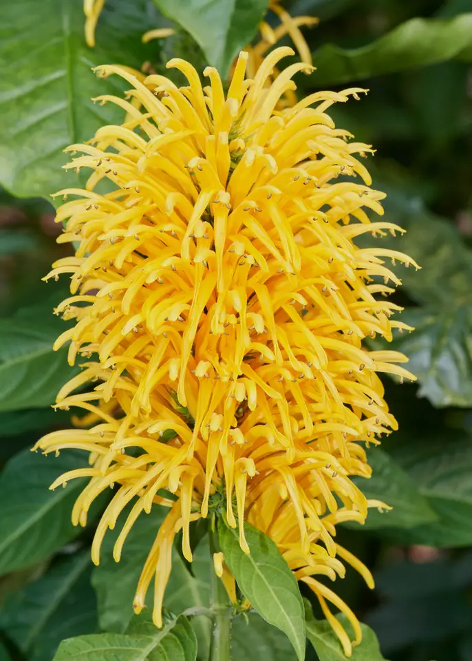 Yellow Jacobinia (Justicia aurea)