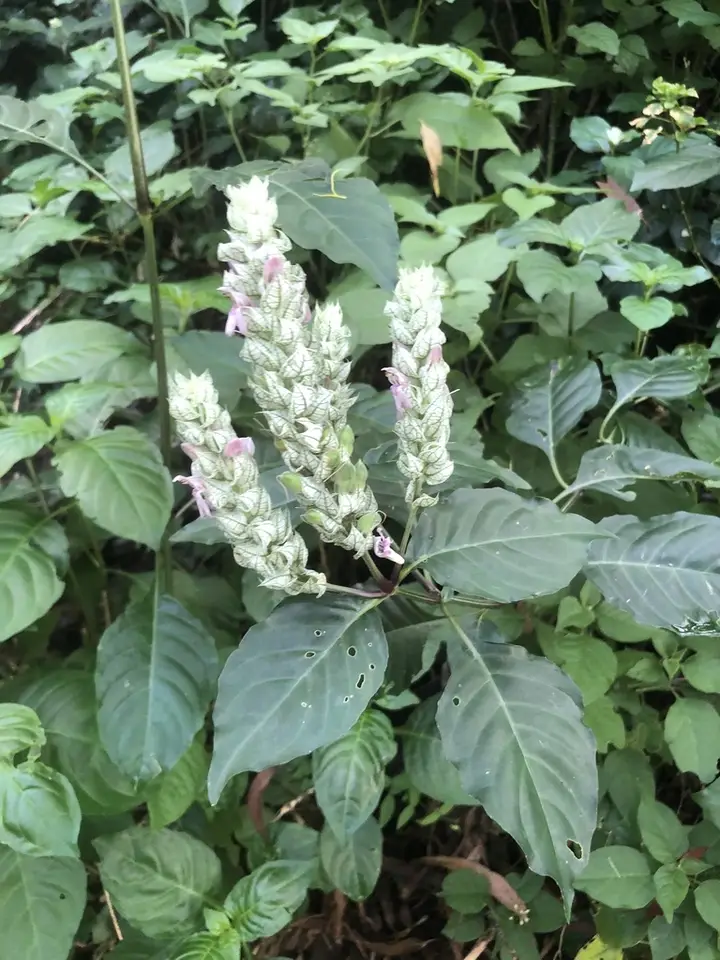 Squirrel's Tail (Justicia betonica)