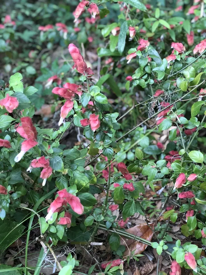 Shrimp Plant (Justicia brandegeeana)