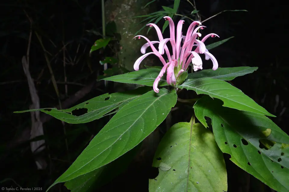 King's-Crown (Justicia carnea)