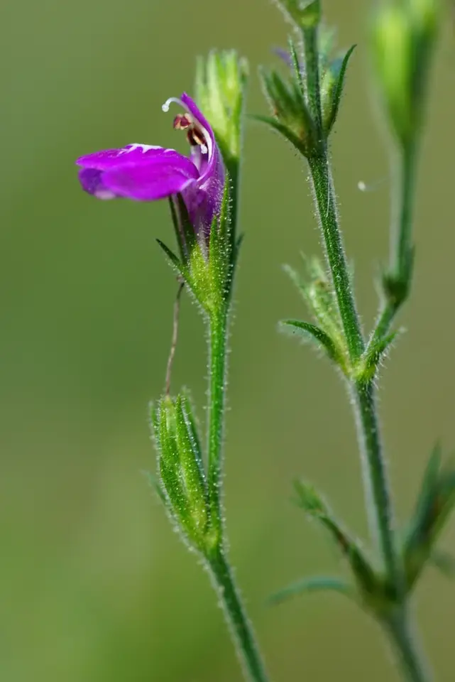 Cooley's Water-Willow (Justicia cooleyi)