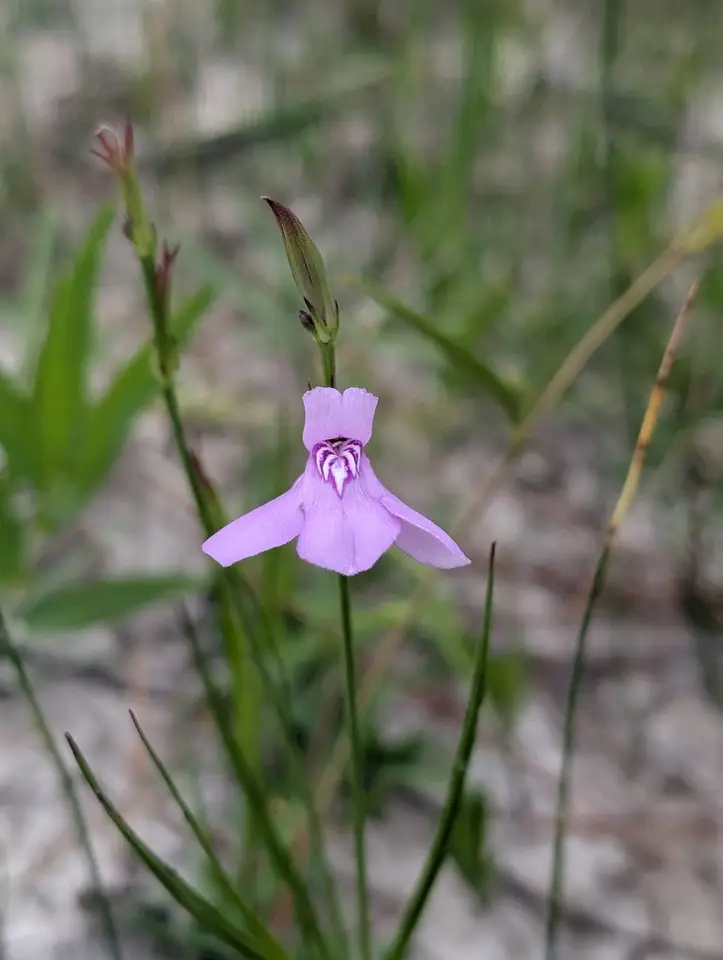 Thickleaf Water-Willow (Justicia crassifolia)