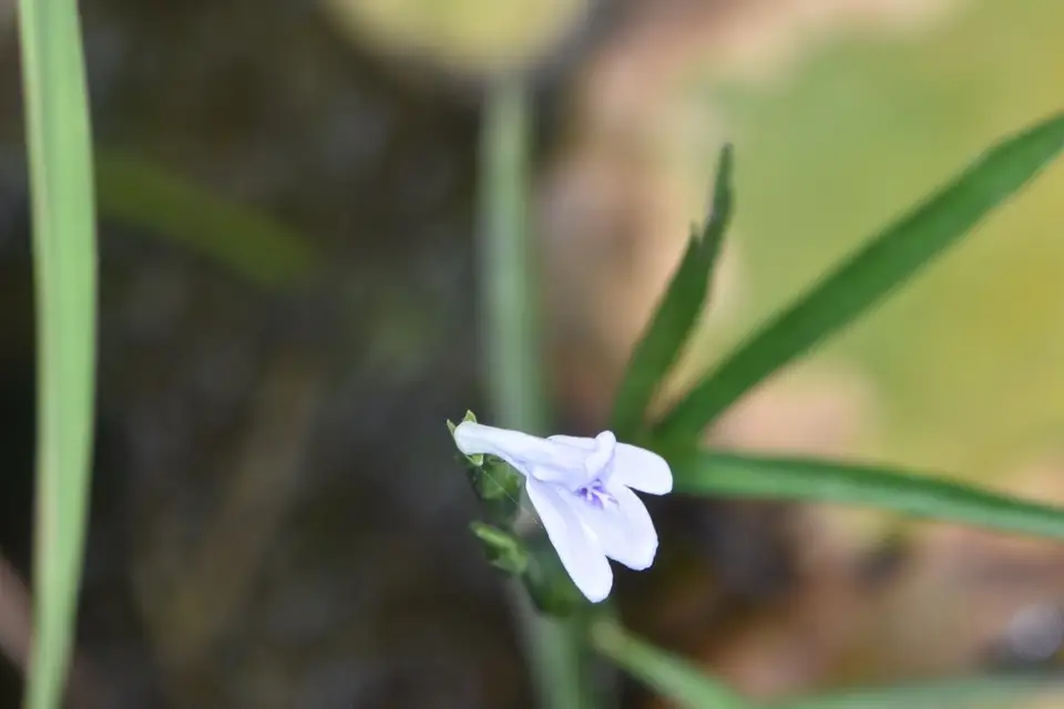 Lance-Leaved Water-Willow (Justicia lanceolata)