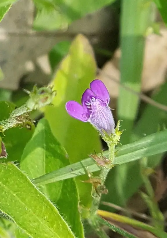 Justicia pringlei (Justicia pringlei)