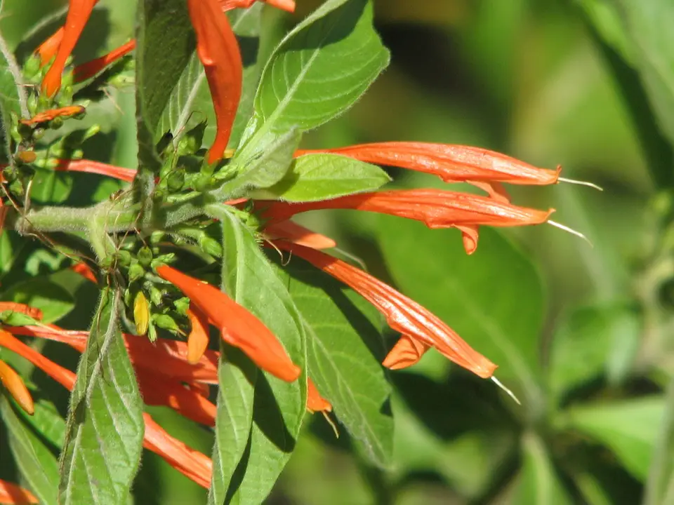 Mexican Honeysuckle (Justicia spicigera)