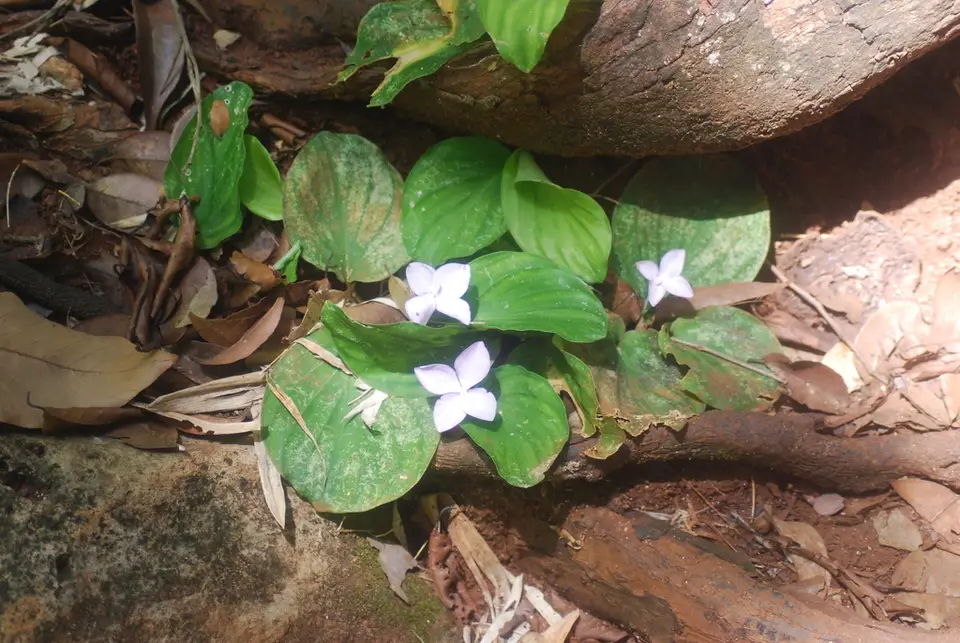 Limestone Kaempferia (Kaempferia pulchra)