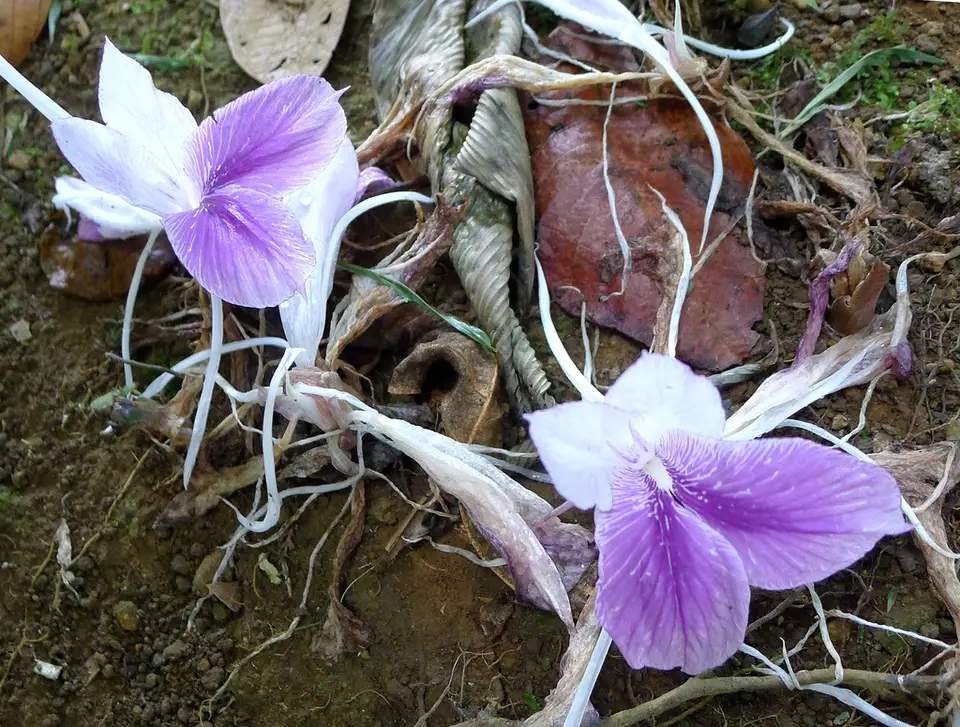 Peacock Ginger (Kaempferia rotunda)