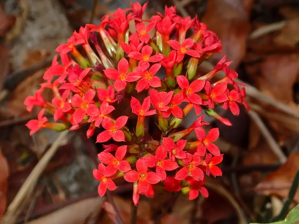 Flaming Katy (Kalanchoe blossfeldiana)