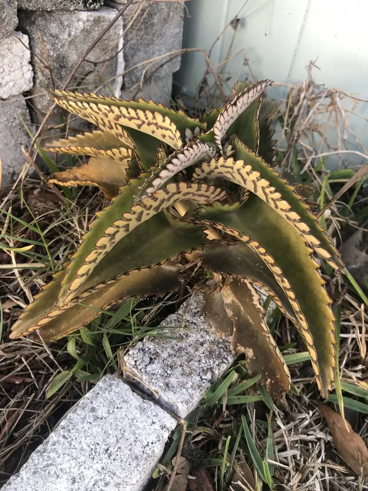 Alligator Plant (Kalanchoe daigremontiana)
