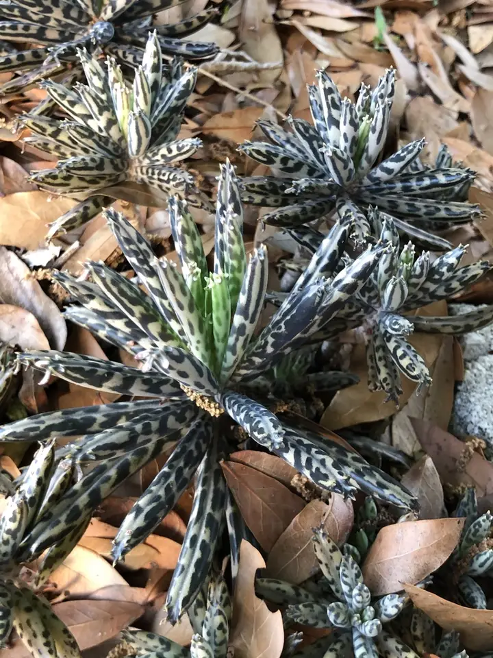 Mother of Millions (Kalanchoe delagoensis)