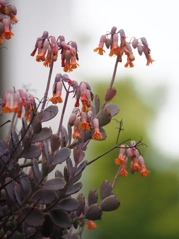 Lavender Scallops (Kalanchoe fedtschenkoi)