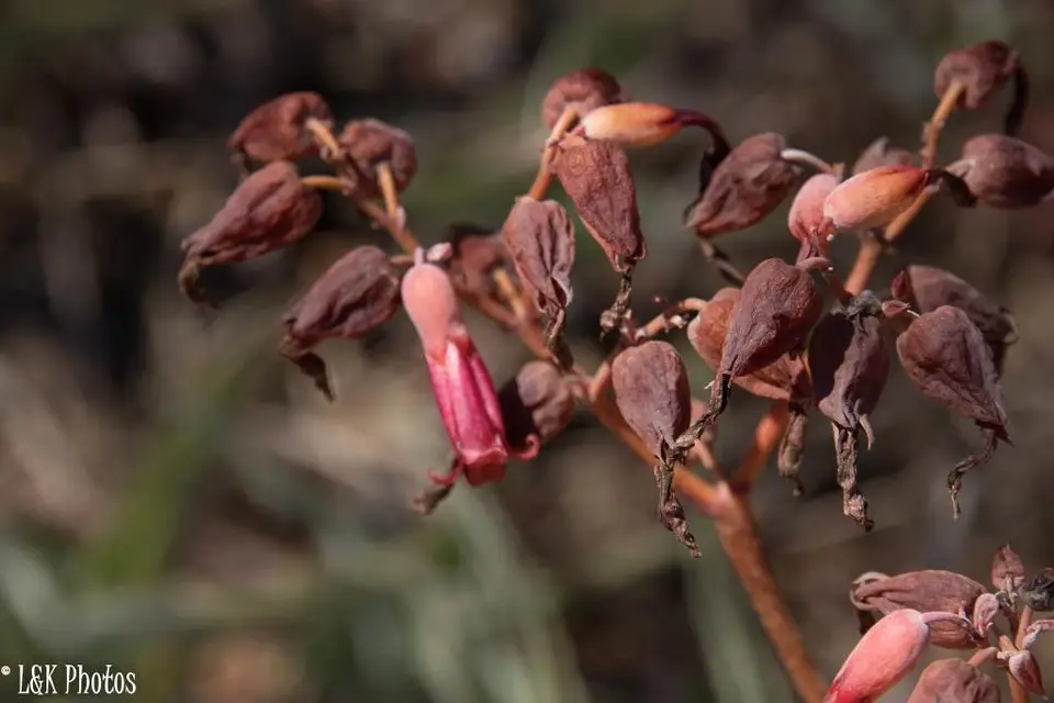 Donkey Ears (Kalanchoe gastonis-bonnieri)